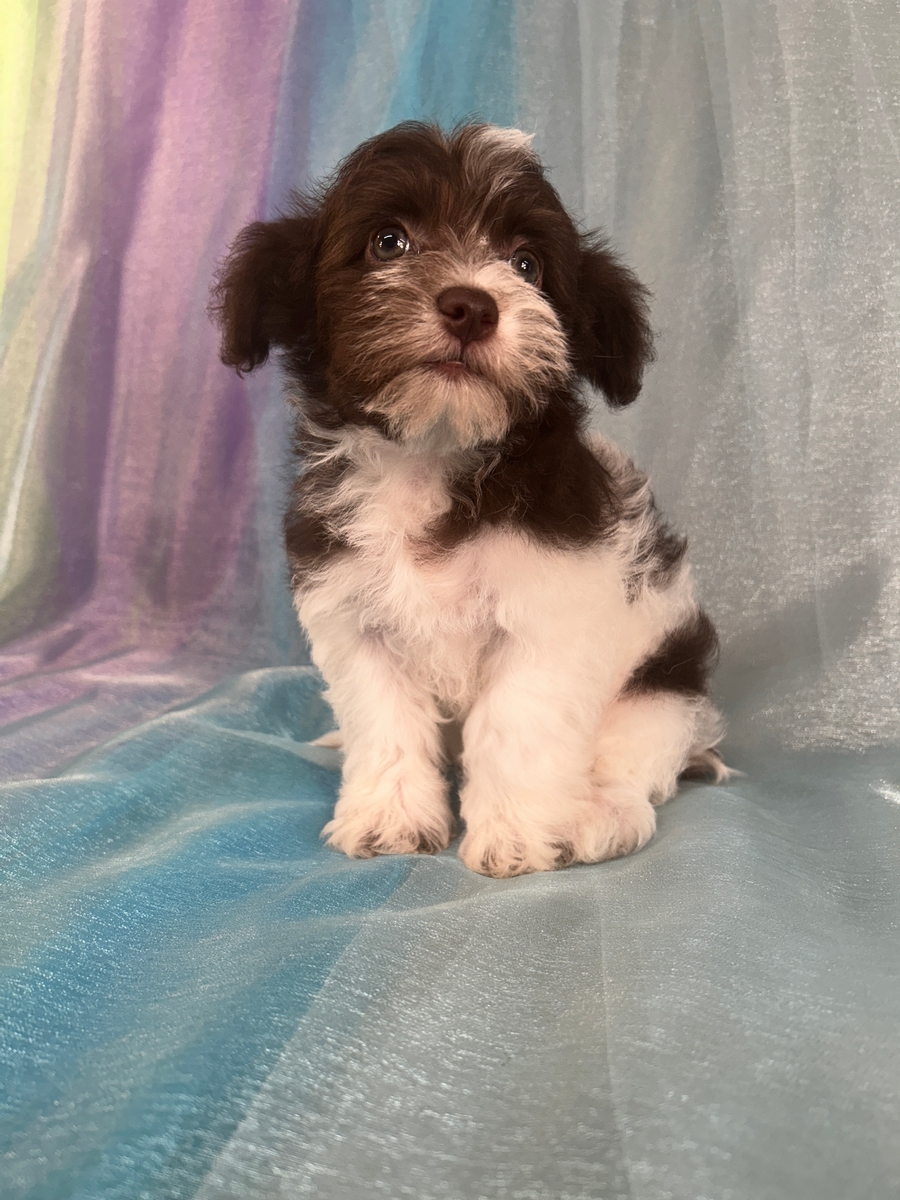 Chocolate and White F1 Mini Schnoodle Puppy for Sale DOB 6-4-2024 $1200